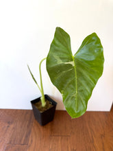 Load image into Gallery viewer, Alocasia Maccrorhiza Variegated C
