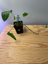 Load image into Gallery viewer, 43. Epipremnum Pinnatum Albo Variegated