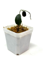 Load image into Gallery viewer, Hoya Thomsonii