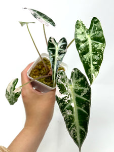 Alocasia Bambino Pink Variegated I