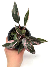 Load image into Gallery viewer, Philodendron Pink Princess (High Variegation)