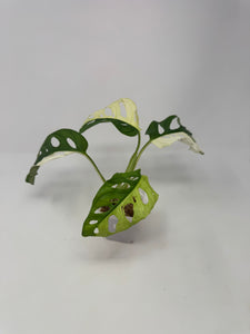 Monstera Adansonii Variegated G