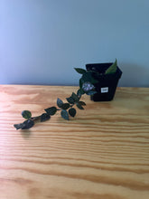 Load image into Gallery viewer, 349. Hoya Lacunosa