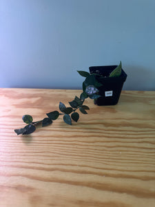 349. Hoya Lacunosa