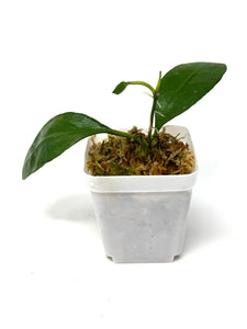 Hoya Benchaii