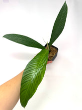 Load image into Gallery viewer, Philodendron Lynette ‘Campii’