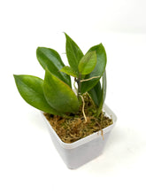 Load image into Gallery viewer, Hoya Sunrise