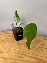 Load image into Gallery viewer, 155. Monstera Deliciosa Aurea Variegated