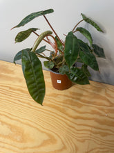 Load image into Gallery viewer, 30. Philodendron Billietiae