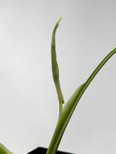 Load image into Gallery viewer, Monstera Deliciosa Albo Variegated A
