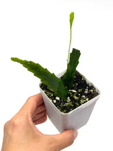 Load image into Gallery viewer, Lepismium Houlletianum ‘Snowdrop Cactus’ (ships within Canada only)
