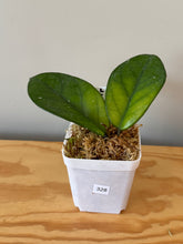 Load image into Gallery viewer, 328. Hoya Carnosa Oval Splash