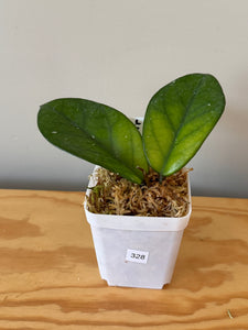 328. Hoya Carnosa Oval Splash