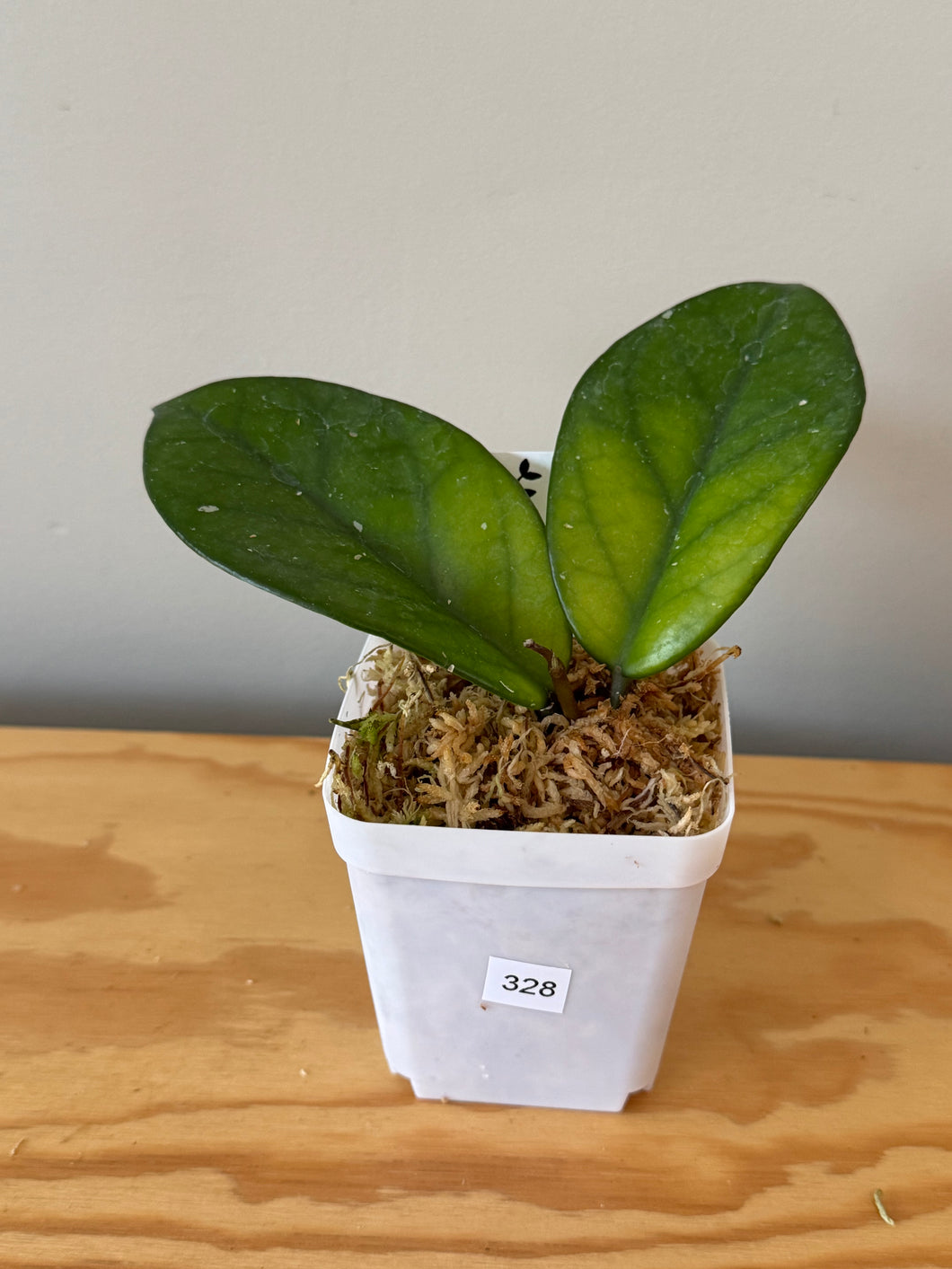 328. Hoya Carnosa Oval Splash