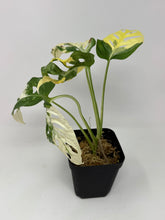 Load image into Gallery viewer, Monstera Adansonii Variegated C