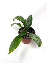 Load image into Gallery viewer, Hoya Pubicalyx