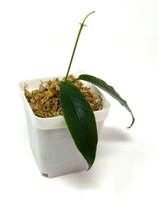 Hoya Macgillivrayi