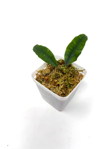 Hoya Sammannaniana