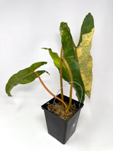 Load image into Gallery viewer, Philodendron Billietiae Variegated A