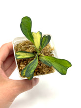 Load image into Gallery viewer, Hoya Manipurensis Variegated
