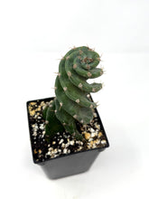 Load image into Gallery viewer, Cereus Forbesii cv. Spiralis &#39;Spiral Cactus&#39; (Ships within Canada only)