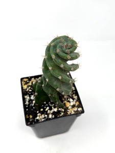 Cereus Forbesii cv. Spiralis 'Spiral Cactus' (Ships within Canada only)