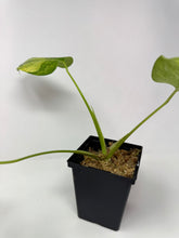 Load image into Gallery viewer, Monstera Deliciosa Aurea Variegated F