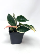 Load image into Gallery viewer, Hoya Carnosa &#39;Krimson Queen&#39;