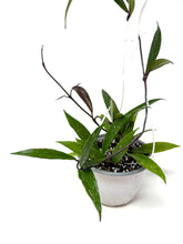 Load image into Gallery viewer, Hoya Pubicalyx 6” Hanging Basket