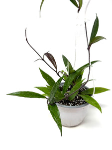 Hoya Pubicalyx 6” Hanging Basket