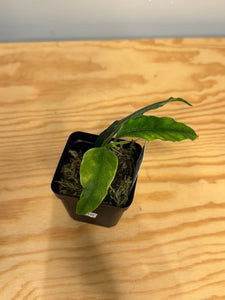 110. Hoya Multiflora Margins Variegated