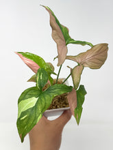 Load image into Gallery viewer, Syngonium Tricolour ‘Red Spot’