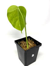 Load image into Gallery viewer, Monstera Deliciosa Aurea Variegated B