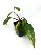 Load image into Gallery viewer, Philodendron Strawberry Shake A