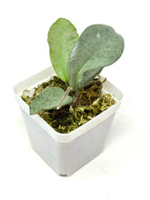 Load image into Gallery viewer, Hoya Carnosa ‘Grey Ghost’