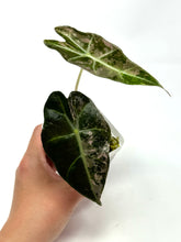 Load image into Gallery viewer, Alocasia Amazonica Variegated D