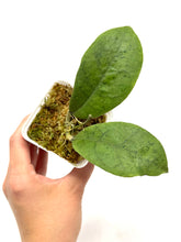 Load image into Gallery viewer, Hoya Forbesii Silver