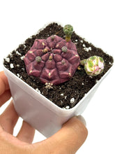 Load image into Gallery viewer, Gymnocalycium Mihanovichii ‘Day Dream’ (Ships within Canada only)