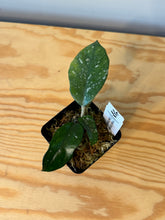 Load image into Gallery viewer, 118. Hoya Carnosa Oval Splash