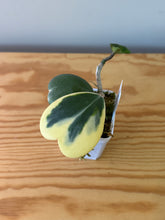 Load image into Gallery viewer, 317. Hoya Kerrii Albo Variegated