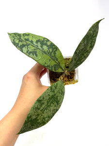 Hoya Lambii Silver G