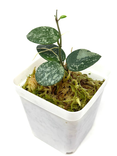 Hoya Mathilde Splash