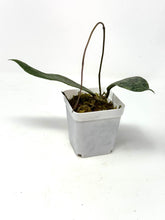 Load image into Gallery viewer, Hoya Lambii Silver C