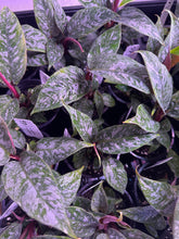 Load image into Gallery viewer, Homalomena ‘Purple Sword’