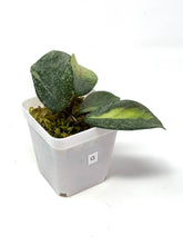 Load image into Gallery viewer, Hoya Carnosa ‘Argentea Princess’ G