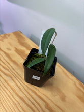 Load image into Gallery viewer, 143. Hoya Burmanica