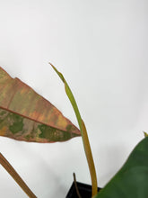 Load image into Gallery viewer, Philodendron Billietiae Variegated A