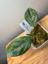 Load image into Gallery viewer, 176. Hoya Coriacea Silver