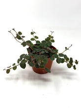 Load image into Gallery viewer, Codonanthe Devosiana &#39;Paula&#39;