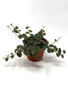 Codonanthe Devosiana 'Paula'